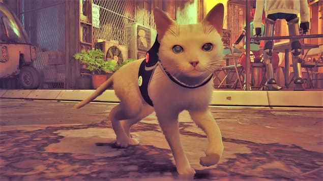 Stray